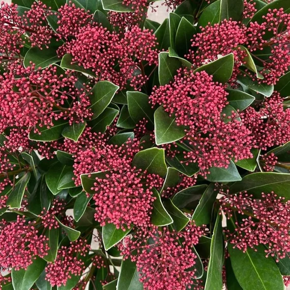 Skimmia japonica Rubella - Japán dérbabér