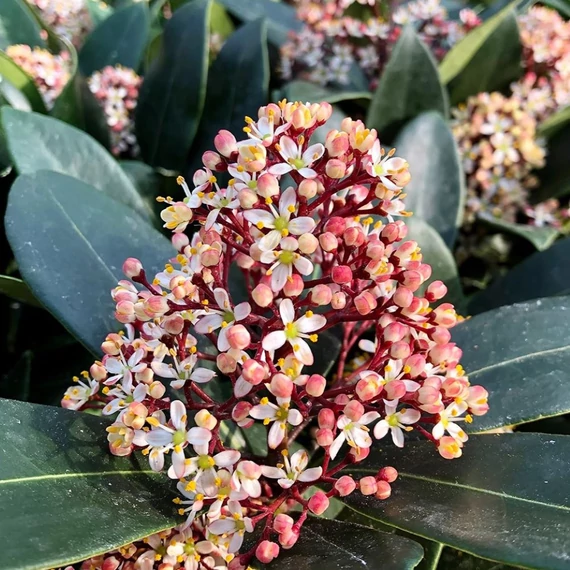 Skimmia japonica Rubella - Japán dérbabér