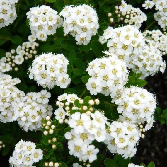 Spiraea nipponica Snowmound - Nipponi gyöngyvessző