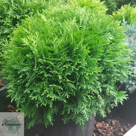 Thuja occidentalis Danica - Törpe gömbtuja
