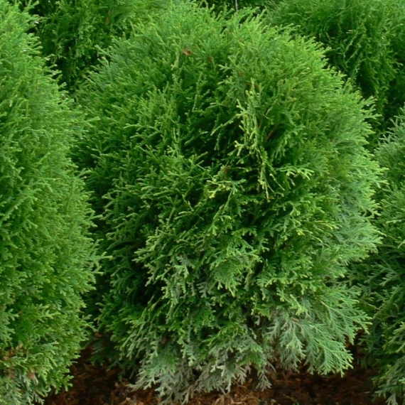 Thuja occidentalis Kobold - Törpe tuja