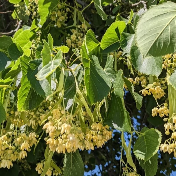 Tilia americana Nova - Amerikai hárs
