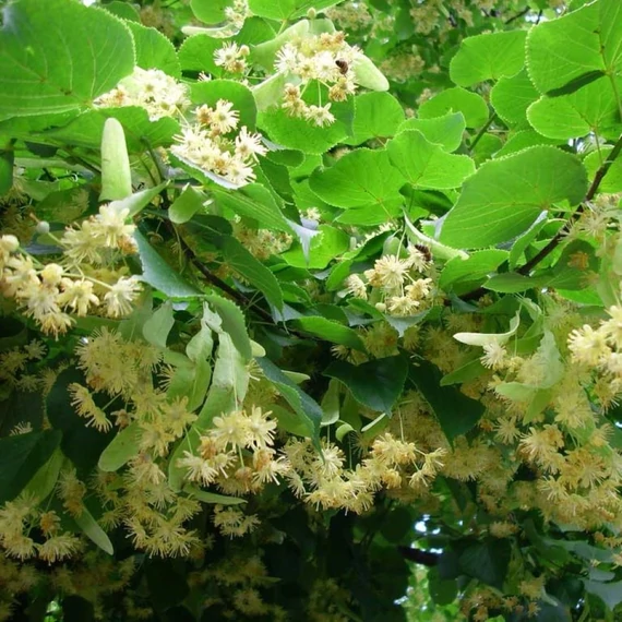 Tilia argentea Brabant - Ezüst hárs