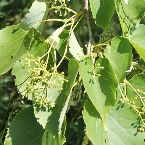 Tilia insularis - Szigeti (Koreai) hárs