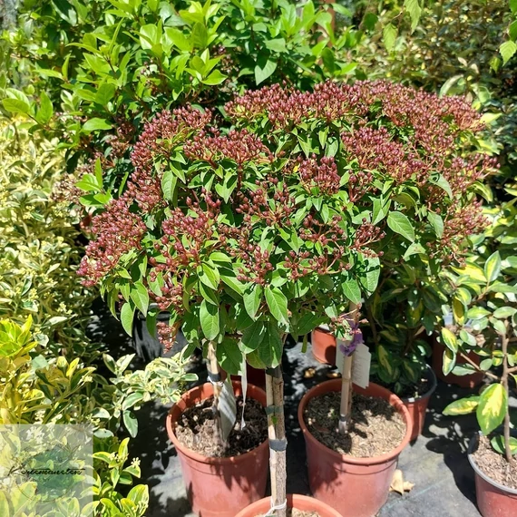 Viburnum tinus Eve Price - Törzses örökzöld  bangita