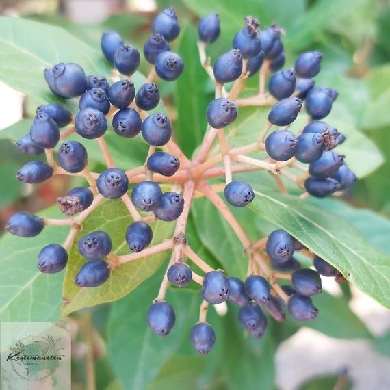 Viburnum tinus Eve Price - Örökzöld  bangita