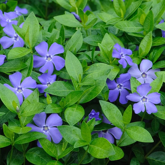 Vinca minor - Kis meténg