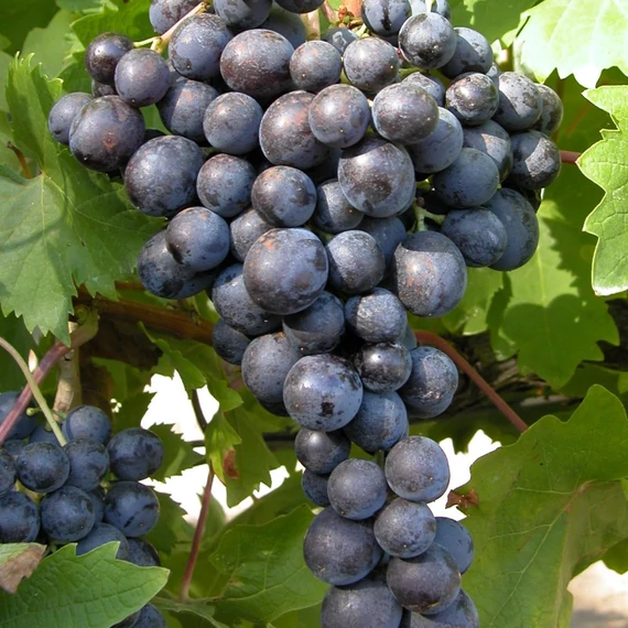 Vitis vinifera Hamburgi muskotály -  szőlő