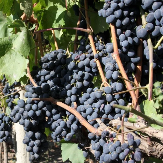 Vitis vinifera Moldova R -  szőlő