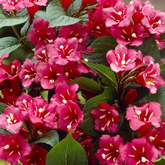 Weigela florida Bristol Ruby -  Rózsalonc