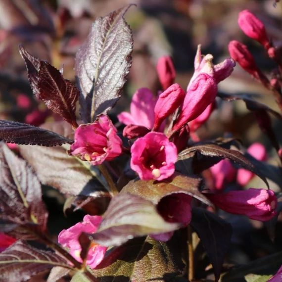 Weigela florida Minor Black - Bordó levelű rózsalonc