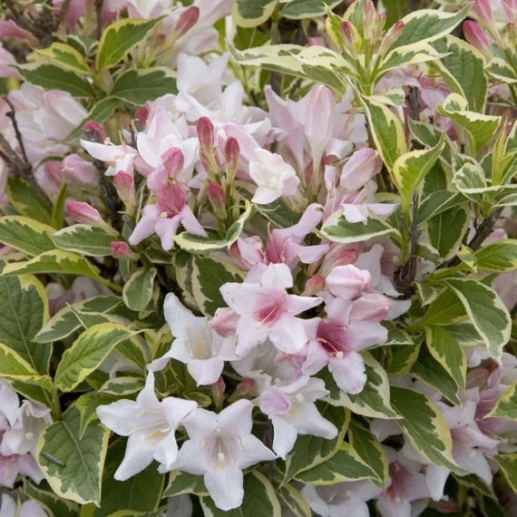 Weigela florida Nana Variegata- Tarka levelű rózsalonc