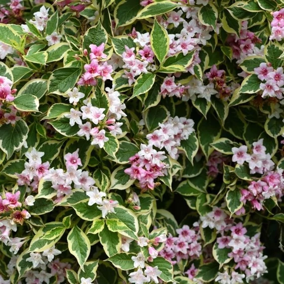Weigela florida Variegata -  Tarka levelű rózsalonc