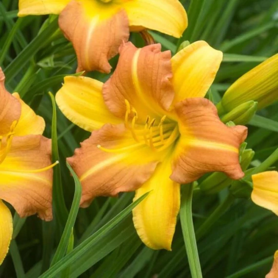 Hemerocallis EveryDaylily Punch Yellow – Sásliliom
