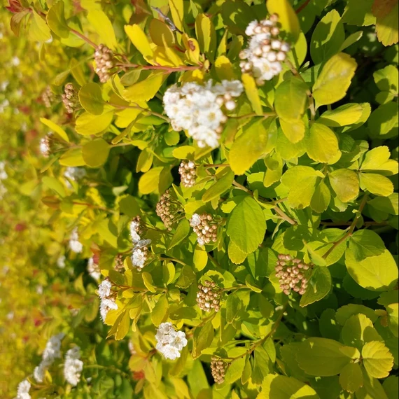 Spiraea betulifolia Tor Gold – Nyírlevelű gyöngyvessző
