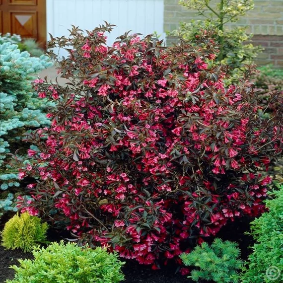 Weigela florida Alexandra – Rózsalonc