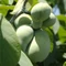 Asimina triloba Susquehanna - Indiánbanán
