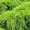 Juniperus Old Gold - Óarany terülő Boróka