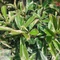 Photinia fraseri Pink Marble - Tarkalevelű Korallberkenye