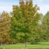 Acer platanoides Olmsted - Oszlopos korai juhar