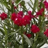 Nerium oleander Rosso - Sötét piros törzses leander