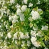 Spiraea nipponica Halward Silver – Nipponi gyöngyvessző