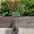 Nerium oleander Rosso - Sötét piros törzses leander