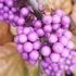 Callicarpa bodinieri Profusion - Kínai lilabogyó