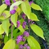Callicarpa bodinieri Profusion - Kínai lilabogyó