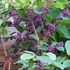 Callicarpa bodinieri Profusion - Kínai lilabogyó