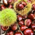 Castanea sativa Bouchle de Betizac - Szelídgesztenye