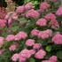 Hydrangea arborescens Pink Annabelle - Cserjés hortenzia