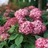 Hydrangea arborescens Ruby Annabelle - Cserjés hortenzia