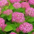 Hydrangea arborescens Ruby Annabelle - Cserjés hortenzia