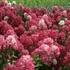 Hydrangea paniculata Diamant Rouge - Bugás hortenzia