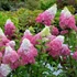 Hydrangea paniculata Fraise Melba - Bugás hortenzia