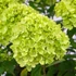 Hydrangea paniculata Limelight - Bugás hortenzia