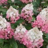 Hydrangea paniculata Pinky Winky - Bugás hortenzia