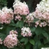 Hydrangea paniculata Pinky Winky - Bugás hortenzia