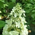 Hydrangea paniculata Pinky Winky - Bugás hortenzia