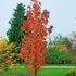 Liquidambar styracifula Slender Silhouette - Oszlopos ámbrafa