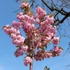 Prunus serrulata Kanzan - Japán díszcseresznye