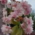 Prunus serrulata Kanzan - Japán díszcseresznye