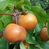Pyrus pyrifolia Nashi - Nashi körte