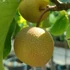 Pyrus pyrifolia Nashi - Nashi körte