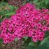 Spiraea japonica Anthony Waterer - Pompás japán gyöngyvessző