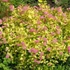 Spiraea japonica Golden Princess - Aranylevelű japán gyöngyvessző