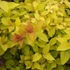 Spiraea japonica Golden Princess - Aranylevelű japán gyöngyvessző