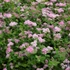 Spiraea japonica Little Princes - Japán gyöngyvessző
