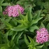 Spiraea japonica Little Princes - Japán gyöngyvessző